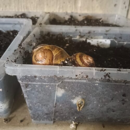 snail-farm-10