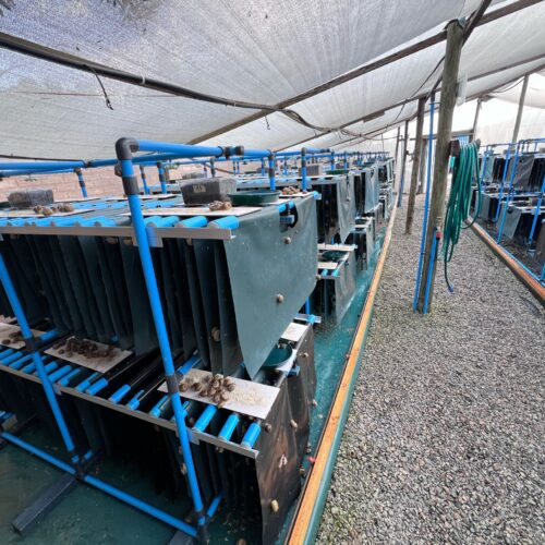 snail-farm-2