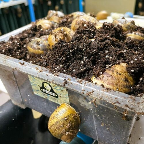 snail-farm-31